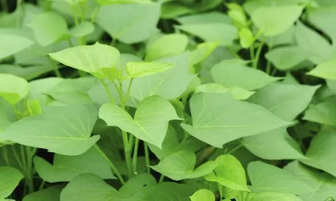 Loại rau lớn nhanh như thổi, giàu dưỡng chất, trồng một lần thu hoạch nhiều lần giúp nông dân làm giàu