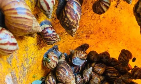 Đặc sản nghe tên "nổi da gà", xưa không ai dám ăn nay là món khoái khẩu được ưa chuộng ở thành phố, 120.000 đ/kg