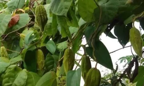 Loại quả mọc bờ rào xưa chín rụng đầy gốc nay thành đặc sản 80.000 đ/kg, trồng một lần thu hoạch nhiều năm, người thành phố ưa chuộng
