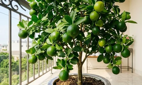 Mệnh nào kỵ trồng cây chanh?