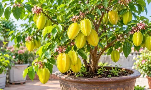 Trồng cây khế phong thủy trong chậu: Nhớ mẹo này để cây xanh tốt lâu năm, quả sai trĩu cành