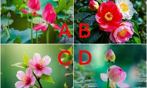 Trắc nghiệm: Chọn 1 bông hoa, bóc trần người ấy yêu bạn thật lòng hay đang âm thầm toan tính