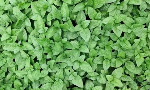 Cây dại mọc bờ rào nay thành đặc sản nổi tiếng, trồng một lần thu hoạch nhiều năm, giá 80.000 đồng/kg người thành phố ưa chuộng