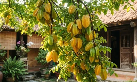 Tại sao nhà giàu thích trồng cây Khế trong nhà?