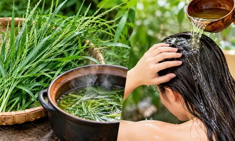 Vì sao nhiều người mách nhau gội đầu bằng nước cỏ mần trầu?