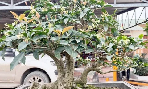 Cây lạ tên đẹp tỏa mùi thơm đặc biệt “lên chậu” thành siêu phẩm bonsai, mang lại may mắn, có cây giá 1,6 tỷ đồng