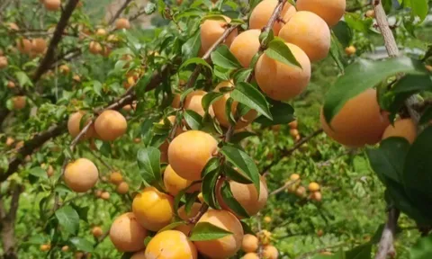 Loại quả xưa chín rụng đầy gốc nay thành đặc sản 60.000 đ/kg, trồng một lần thu hoạch nhiều năm, người thành phố ưa chuộng