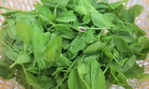 Đặc sản có tên "ngượng đỏ mặt", xưa mọc bờ rào nay được ưa chuộng giá 40.000 đ/kg, trồng một lần thu hoạch nhiều năm