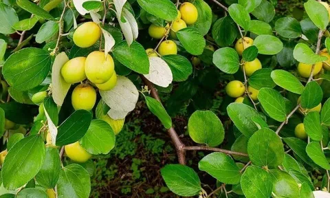 Loại quả tốt trên thế giới, Việt Nam trồng bạt ngàn thành đặc sản chỉ từ 30.000 đ/kg, thu hoạch nhiều năm