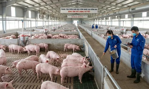 Hơn 124.000 tấn thịt lợn nhập khẩu vào Việt Nam, giá bình quân chỉ hơn 45.000 đồng/kg