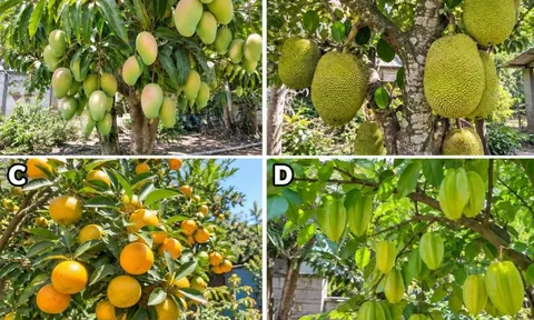 Chọn 1 loại cây ăn quả bạn thích nhất