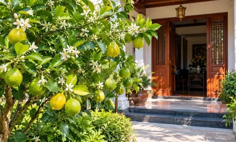 Trồng cây chanh trước nhà: Không chỉ lấy lá, lấy quả, nhiều gia đình còn gửi gắm 4 ý nghĩa này
