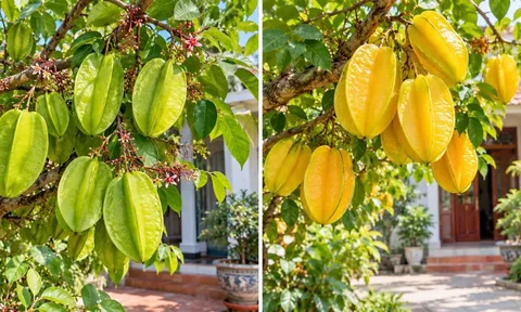 Trồng cây khế chua hay khế ngọt trước nhà mang ý nghĩa phong thủy tốt hơn?