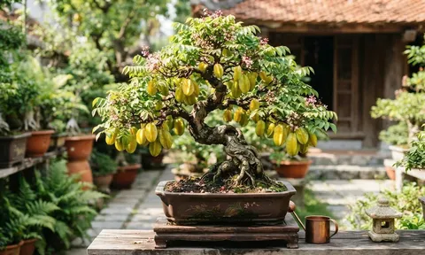 Trồng khế trong chậu nên chọn khế chua hay khế ngọt