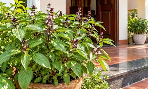 Vì sao nhiều người trồng cây húng quế trước nhà?