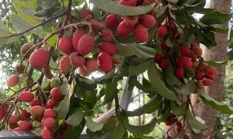Loại quả xưa chín rụng đầy gốc nay thành đặc sản 90.000 đ/kg, trồng một lần thu hoạch nhiều năm, được ưa chuộng ở thành phố