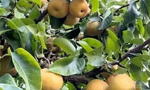 Loại quả tốt trên thế giới, Việt Nam trồng bạt ngàn thành đặc sản giá 95.000 đ/kg, thu hoạch nhiều năm