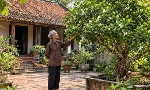 2 người hợp tuổi trồng cây Nguyệt Quế, tiền vào như nước