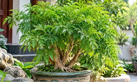3 tuổi con giáp trồng cây đinh lăng phong thủy được cho là vượng khí vượng lộc