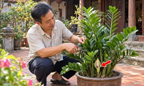 Loại cây hợp cả 5 mệnh, ra hoa là gia chủ có Tiền về