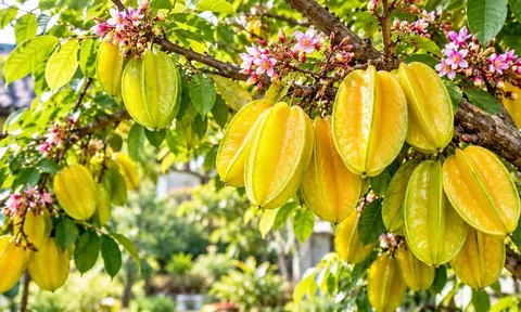 Trồng cây khế, muốn quả ngọt hơn hãy nhớ mẹo này