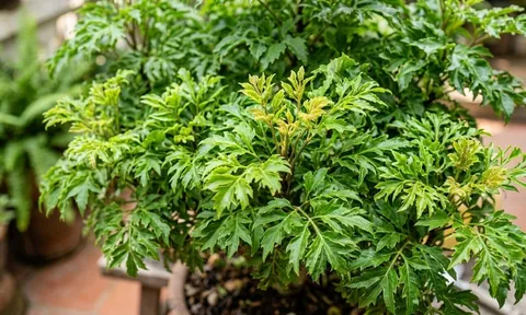 Trồng đinh lăng để hái lá ăn: 4 lưu ý giúp cây khỏe, ra chồi mới và an toàn khi sử dụng