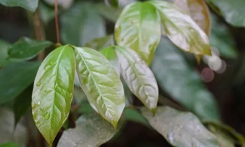 Đặc sản có tên "ngượng đỏ mặt", xưa mọc bờ rào nay được ưa chuộng giá 100.000 đ/kg, trồng 5 tháng cho thu hoạch