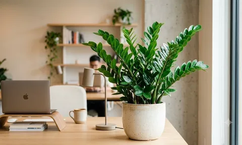 5 loại cây phong thủy dễ chăm, người mới khởi nghiệp có thể đặt ngay tại bàn làm việc