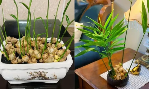 Trồng gừng phong thủy: Nên trồng trong đất hay trồng thủy sinh?