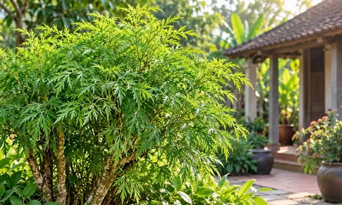 Vì sao người xưa thường trồng đinh lăng trong vườn nhà?