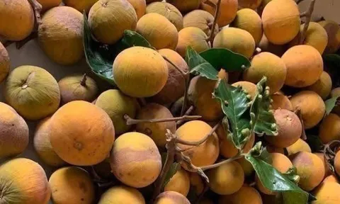 Loại quả xưa chín rụng đầy gốc nay thành đặc sản 70.000 đ/kg, trồng một lần thu hoạch nhiều năm, người thành phố ưa chuộng