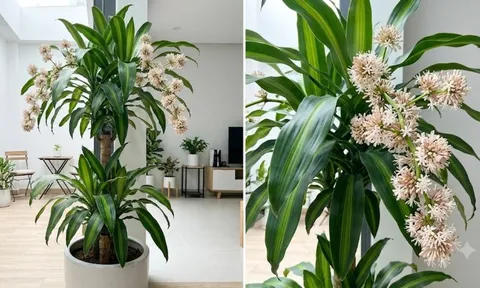 Cách trồng cây thiết mộc lan ra hoa, gia chủ nên lưu ý những gì?