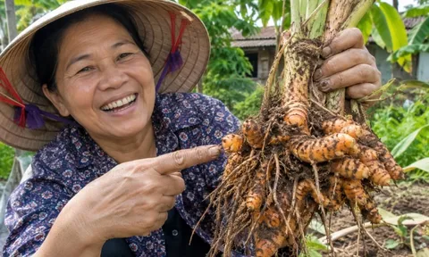 Cách trồng nghệ củ cái to chắc, đẻ nhiều nhánh con