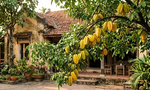 Mệnh nào trồng cây Khế tốt nhất theo phong thủy?