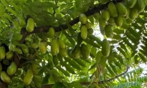 Loại quả mọc bờ rào xưa chín rụng đầy nay thành đặc sản 160.000 đ/kg, trồng một lần thu hoạch nhiều năm, người thành phố ưa chuộng