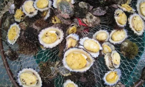 Đặc sản nghe tên "ngượng đỏ mặt", xưa không ai ngó ngàng nay được ưa chuộng giá 80.000 đ/con, dân bắt bán quanh năm