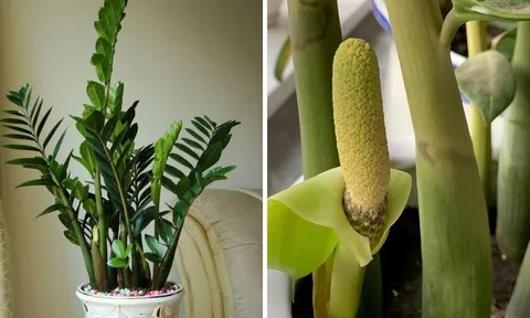 Cách trồng cây Kim Tiền trong chậu mầm lên tua tủa, nhanh ra hoa