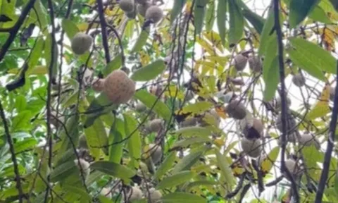 Loại quả mọc bờ rào xưa chín rụng đầy nay thành đặc sản 100.000 đ/kg, trồng một lần thu hoạch nhiều năm, du khách thích thú