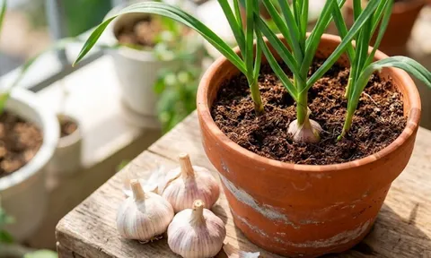 Cách trồng tỏi nhanh lớn, củ căng tròn
