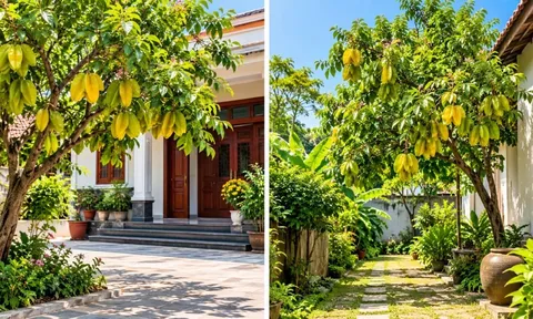 Trồng cây khế phong thủy nên để sau nhà hay trước nhà sẽ vượng khí hơn?