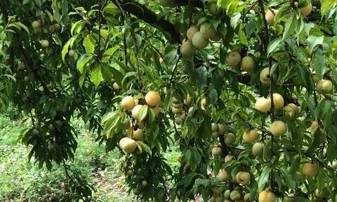 Loại quả xưa chín rụng đầy gốc nay thành đặc sản 40.000 đ/kg, trồng một lần thu hoạch nhiều năm, người thành phố ưa chuộng