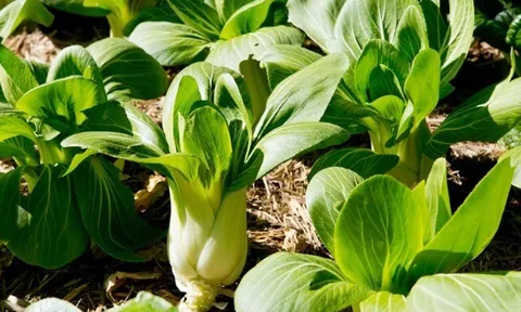 Loại rau lớn nhanh như thổi, giàu dưỡng chất, trồng 30 ngày có thể thu hoạch, giúp nông dân làm giàu