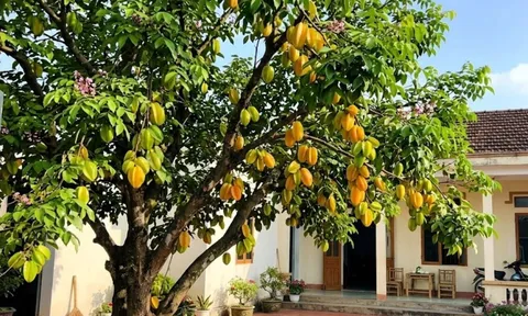 4 vị trí trồng cây khế hút tài lộc vào nhà