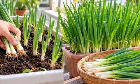 Cách trồng hành lá mùa đông nhanh lên, lá xanh mướt, cắt rồi lại mọc