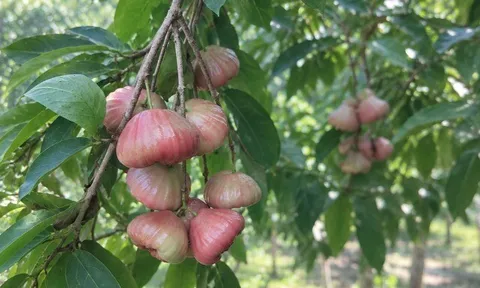 Loại quả xưa chín rụng đầy gốc nay thành đặc sản 50.000 đ/kg, trồng một lần thu hoạch nhiều năm, được ưa chuộng ở thành phố