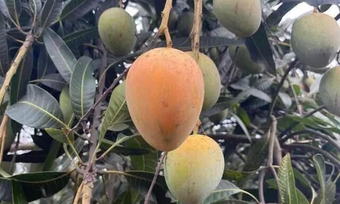 Loại quả tốt trên thế giới, Việt Nam trồng khắp nơi thành đặc sản giá 70.000 đ/kg, thu hoạch nhiều năm