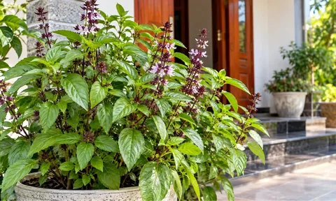 Trồng cây húng quế tại nhà, tin vui tới