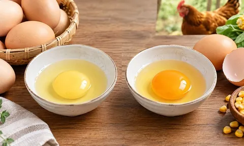 Trứng gà lòng đỏ màu nhạt thì ngon bổ hơn màu đậm, có đúng không?