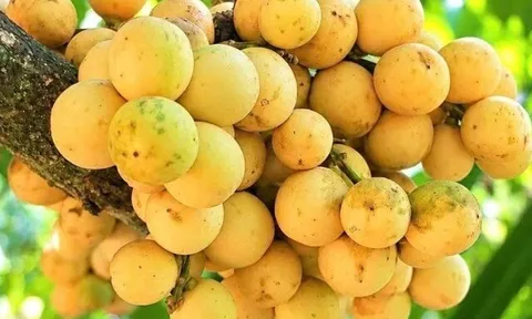 Đặc sản có tên "ngượng đỏ mặt", xưa mọc bờ rào nay được ưa chuộng giá 85.000 đ/kg, trồng một lần thu hoạch nhiều năm