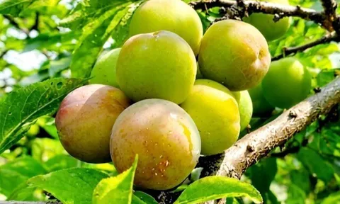 Loại quả xưa chín rụng đầy gốc nay thành đặc sản 95.000 đ/kg, trồng một lần thu hoạch nhiều năm, người thành phố ưa chuộng
